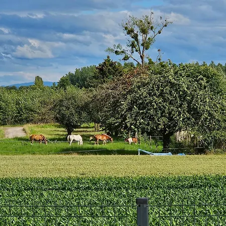 Envol Des Cigognes Centre Alsace Proche Europapark Rulantica Et Marchés De Noel
